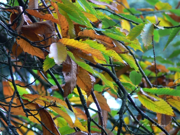 Bois des moutiers fall 2012 (56)